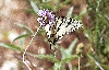 Click here to see the picture (crete030601_02_almirida_butterfly.jpg)