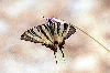 Click here to see the picture (crete030601_05_almirida_butterfly.jpg)