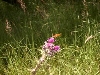 Click here to see the picture (camping0603_hohevenn_butterfly2.jpg)